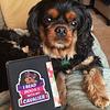 ireadbookswithmycavalier's profile picture