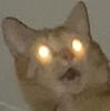 catkit's profile picture