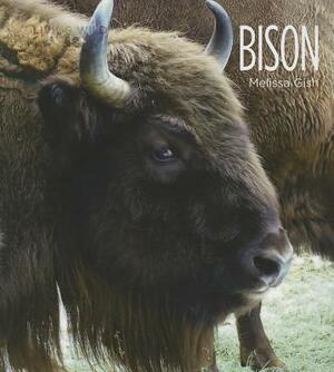 Bison by Melissa Gish