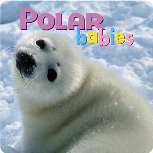 Polar Babies by Kristen McCurry