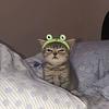 lindsopal's profile picture