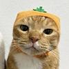 katlikes2read's profile picture