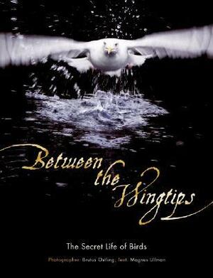 Between the Wingtips: The Secret Life of Birds by Magnus Ullman, Brutus Östling
