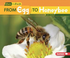 From Egg to Honeybee by Lisa Owings