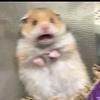 prettybaddieb's profile picture