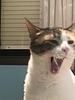 isabela2's profile picture