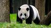 nuclearpanda's profile picture