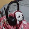 arrowinthepan's profile picture