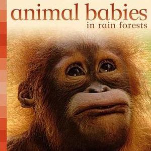 ANIMAL BABIES IN RAIN FORESTS by Kingfisher Publications, Kingfisher Publications, Kingfisher Publications