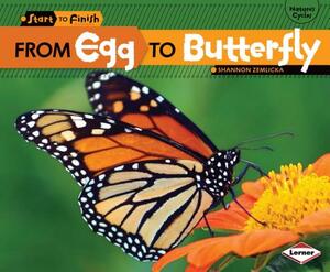 From Egg to Butterfly by Shannon Zemlicka