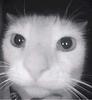 kaifami's profile picture