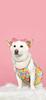 ohjoyhee's profile picture