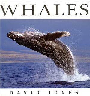 Whales by David Jones