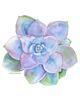 sydney_lena's profile picture