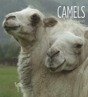 Camels by Melissa Gish