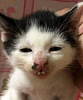 meic's profile picture
