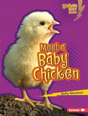 Meet a Baby Chicken by Buffy Silverman