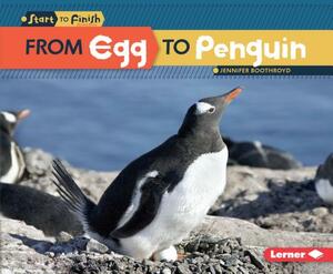 From Egg to Penguin by Jennifer Boothroyd