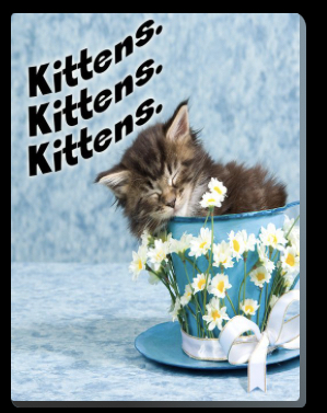 Kittens Kittens Kittens  by Margaret Wise Brown