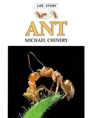 Ant by Michael Chinery