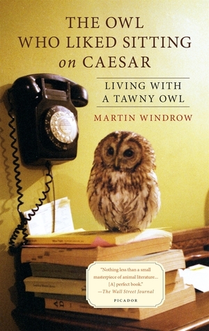 The Owl Who Liked Sitting on Caesar: Living with a Tawny Owl by Martin Windrow