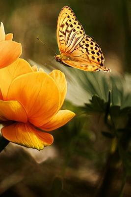 Visiting a Flower: There Are Over 20,000 Species of Butterflies in the World. by Planners and Journals