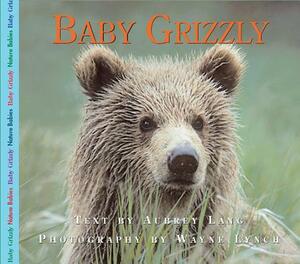 Baby Grizzly by Aubrey Lang