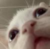 afiloso1's profile picture