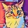 shahz22t's profile picture