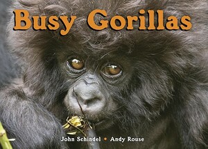 Busy Gorillas by John Schindel