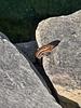 beeper's profile picture