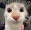 olivesinpain's profile picture