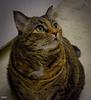 tani's profile picture
