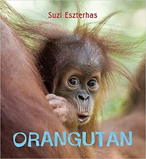 Orangutan by Suzi Eszterhas