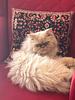 mahan_r's profile picture