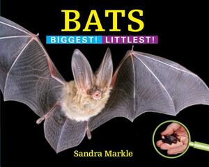 Bats: Biggest! Littlest! by Sandra Markle