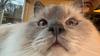 par1s's profile picture