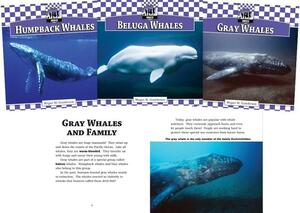 Whales Set 1 by Megan M. Gunderson