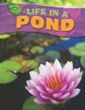 Life in a Pond by Adam Hibbert