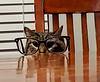 lolakat's profile picture