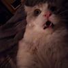 alyssak76's profile picture
