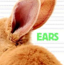 Ears by Flowerpot Press