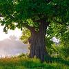 aspen_the_tree's profile picture