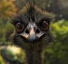 alittleemu's profile picture
