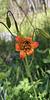 meadow_poppy's profile picture