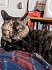 jaded_kitty's profile picture