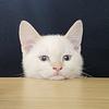 lizor's profile picture