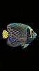 galamaria's profile picture