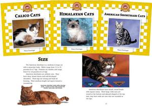 Cats Set 4: Checkerboard Animal Library Anniversary Edition by Nancy Furstinger