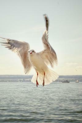 Gull: Seagulls Are Seabirds of the Family Laridae in the Suborder Lari. They Are Most Closely Related to the Terns and Only by Planners and Journals